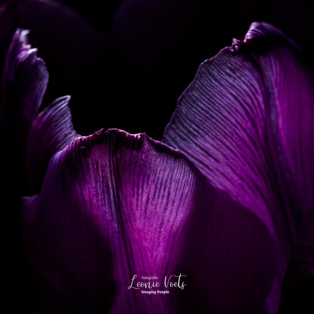 natuurfotografie-imagingpeople-leonievoets